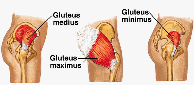 Got Glutes? How Runners Can Increase Power and Performance by Having “Smart  Behinds” | Natural Running Center